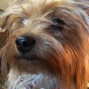 Meet your Posher, Susan